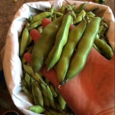 崇礼蚕豆优等品