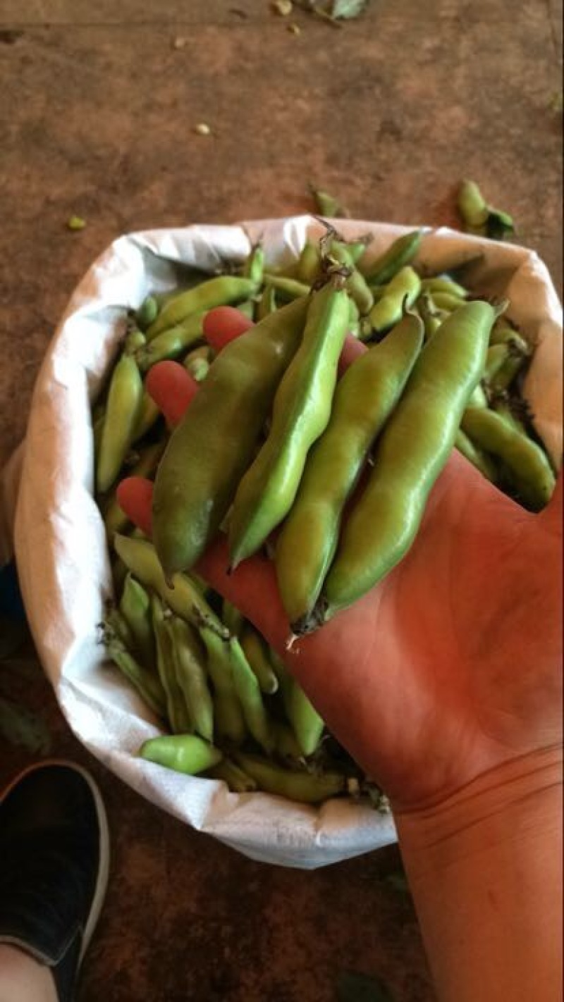 崇礼蚕豆优等品