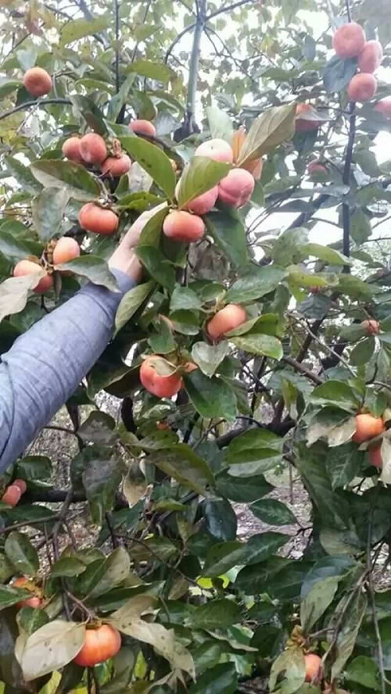 柿子树苗质量保证，成活率高苗圃直销包技术指导