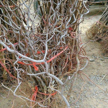供应龙枣树苗，规格齐全，可观赏用枣树苗价格