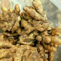 小黄姜优质小黄姜产地批发精品小黄姜品质好全国物流发货