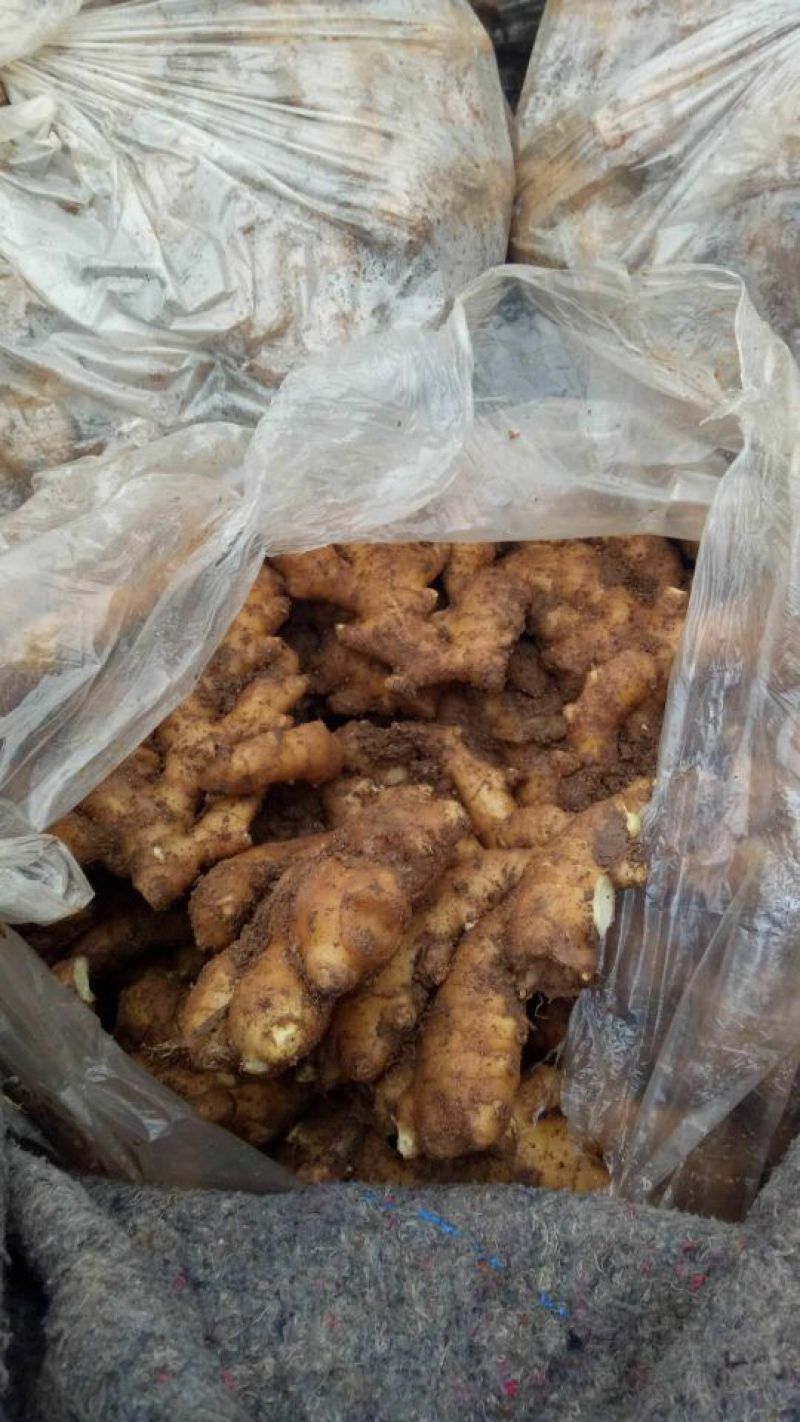 小黄姜优质小黄姜产地批发精品小黄姜品质好全国物流发货
