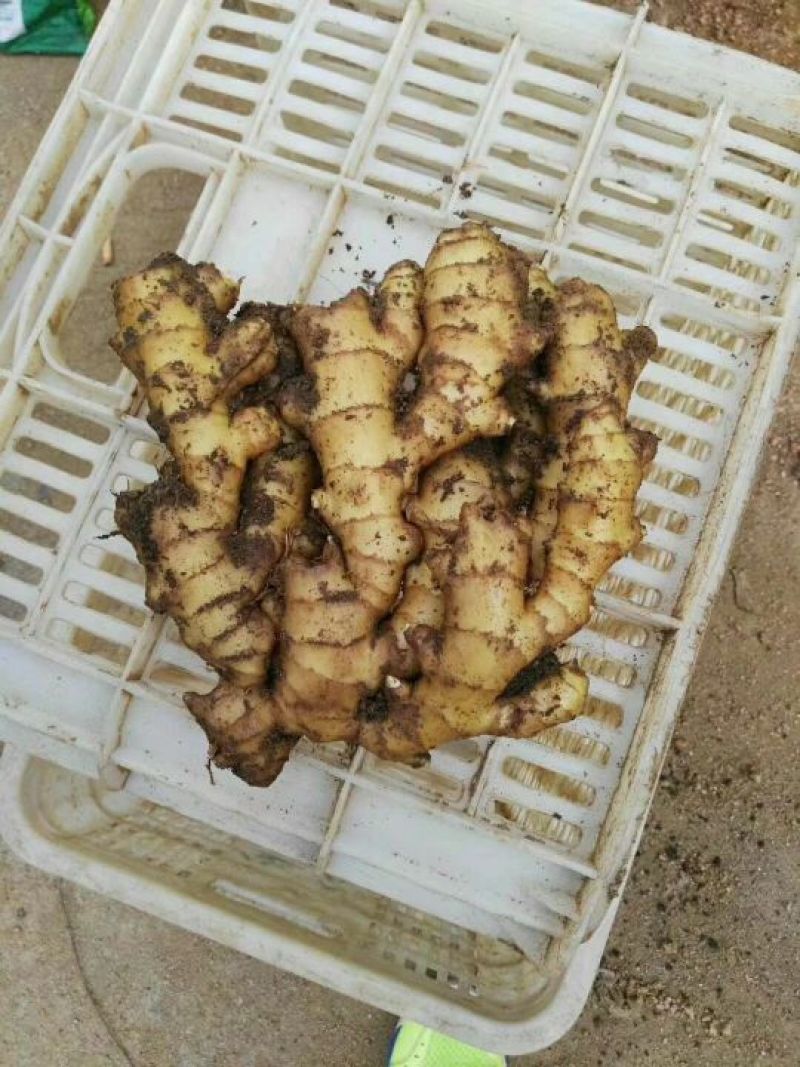小黄姜优质小黄姜产地批发精品小黄姜品质好全国物流发货
