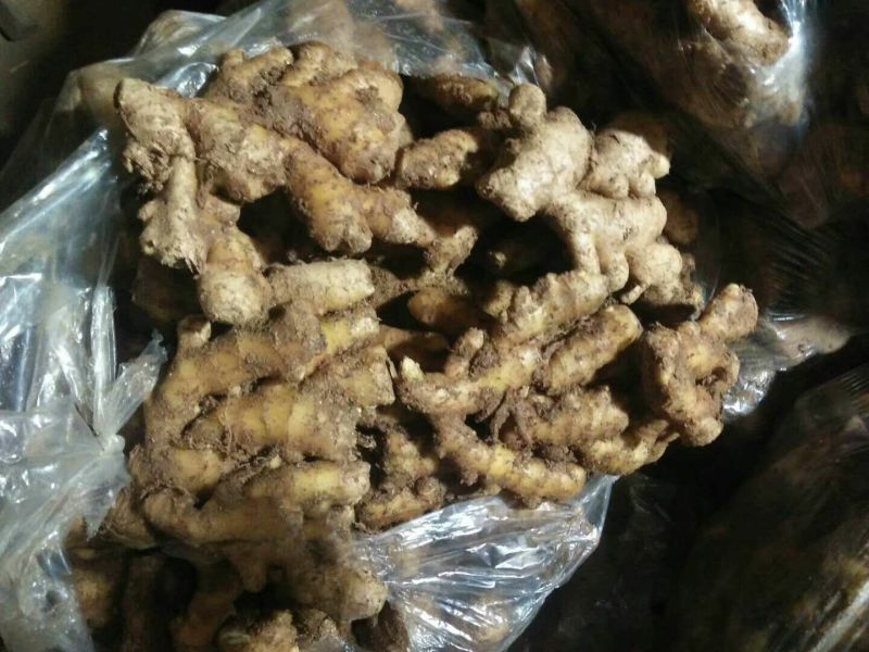 小黄姜优质小黄姜产地批发精品小黄姜品质好全国物流发货