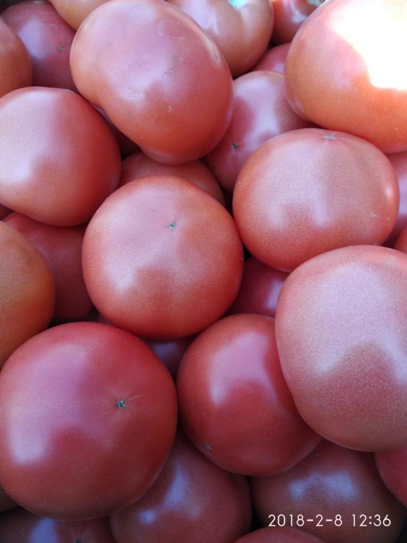 粉果番茄精品硬粉弧三以上