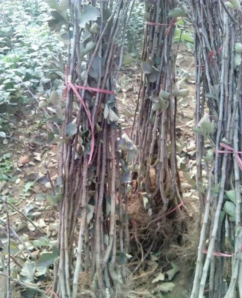 山楂树苗，批发优质山楂苗，大五棱山楂苗，大金星山楂苗规格