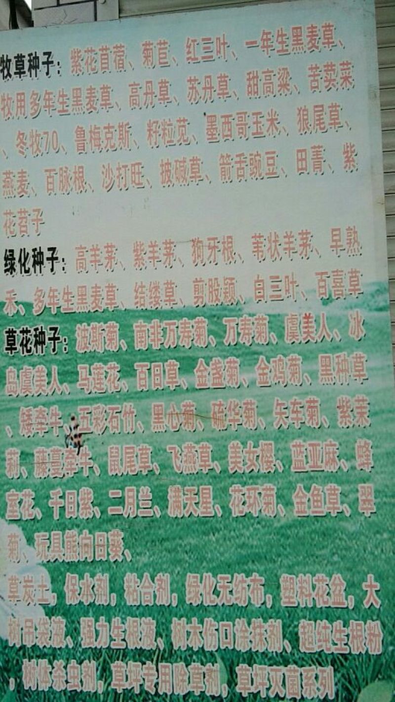 紫花苜蓿种子三叶草种子