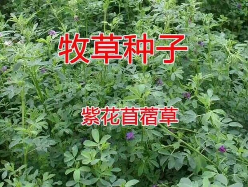 紫花苜蓿种子三叶草种子