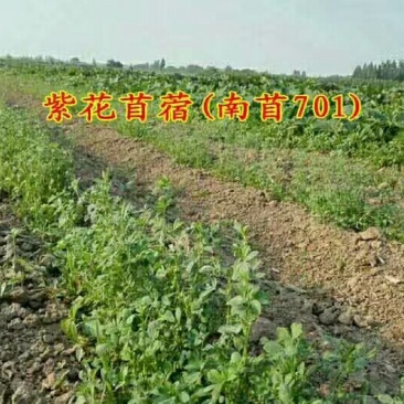 紫花苜蓿种子三叶草种子
