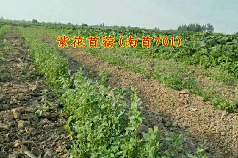 紫花苜蓿种子三叶草种子