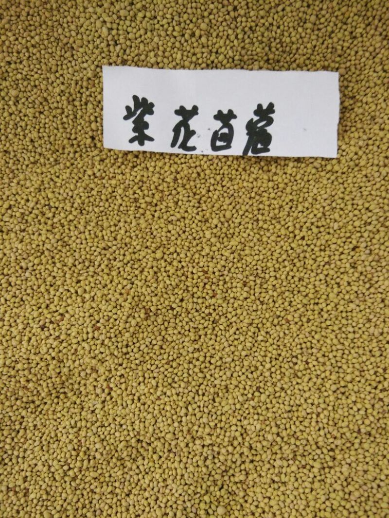 紫花苜蓿种子三叶草种子