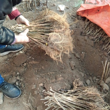 四季果桑树苗50~60cm