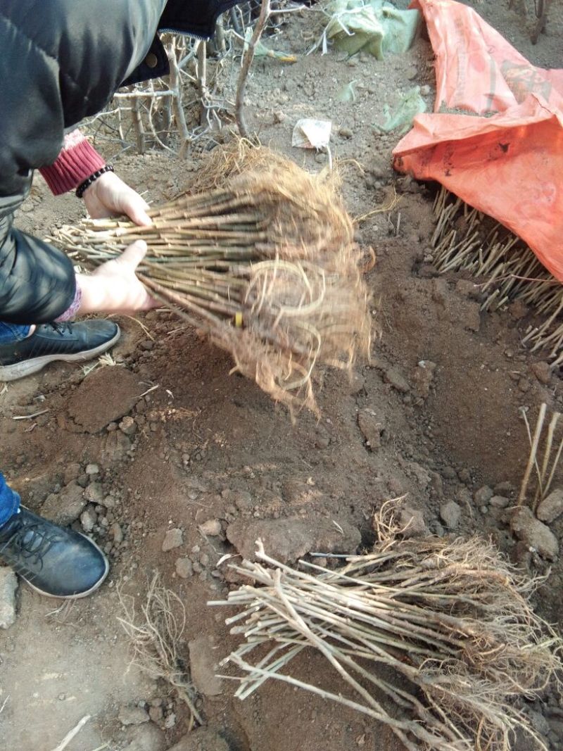 四季果桑树苗50~60cm