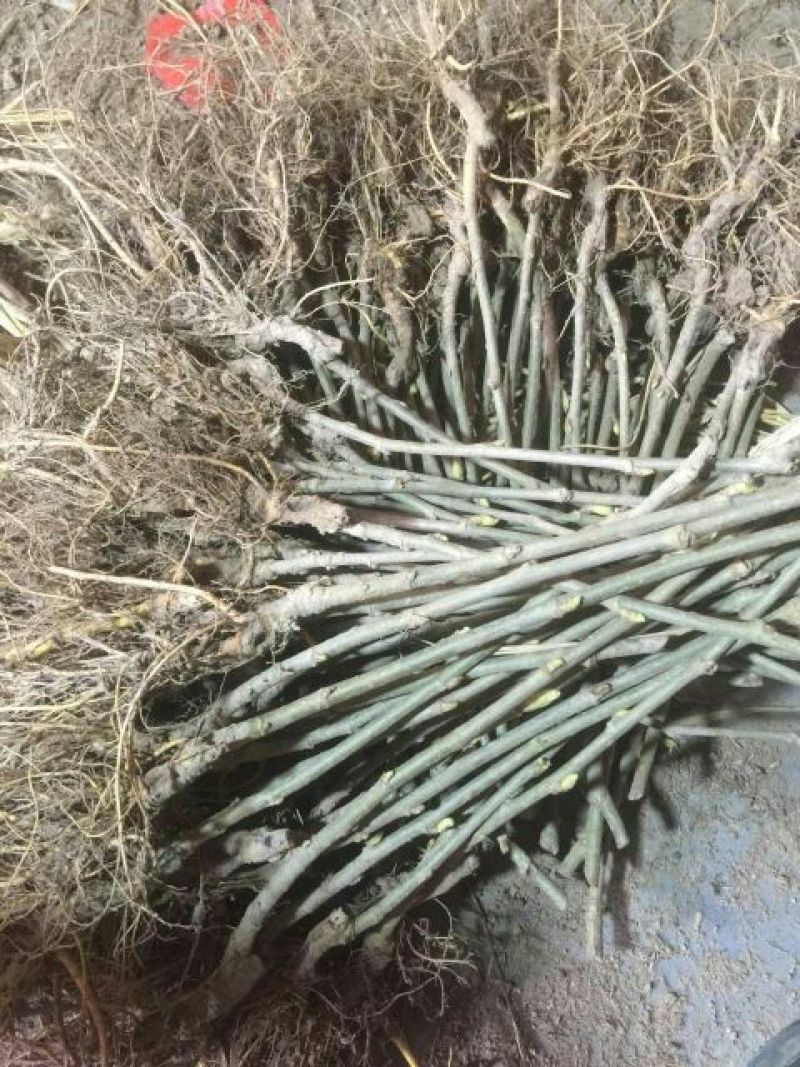 四季果桑树苗50~60cm