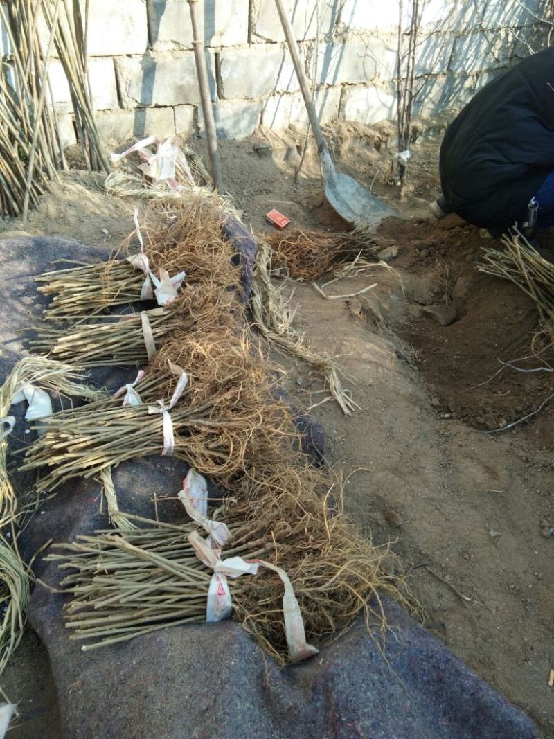 四季果桑树苗50~60cm