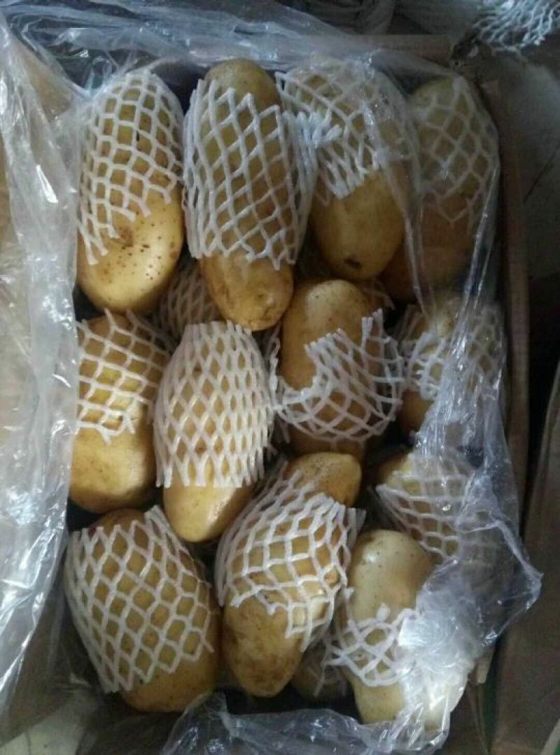 荷兰土豆产地批发荷兰十五土豆批发诚信为本视频看货等您来电