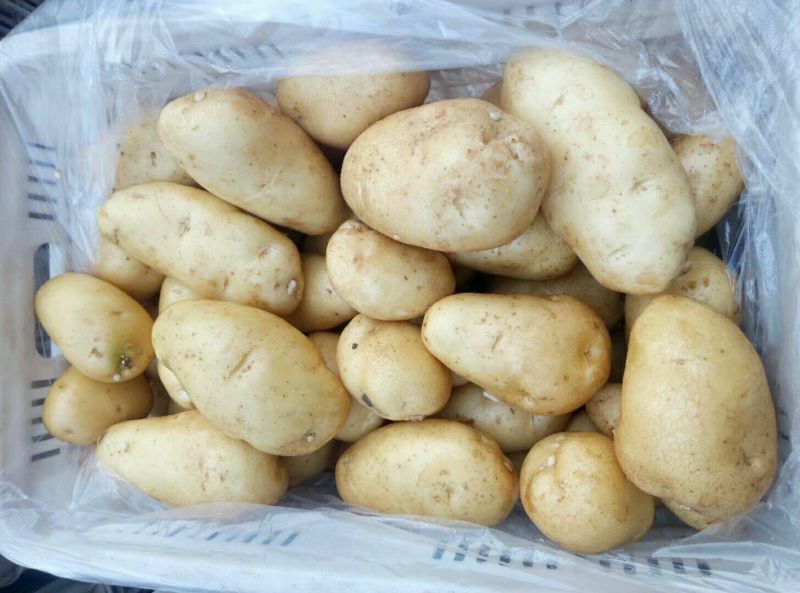 荷兰土豆产地批发荷兰十五土豆批发诚信为本视频看货等您来电