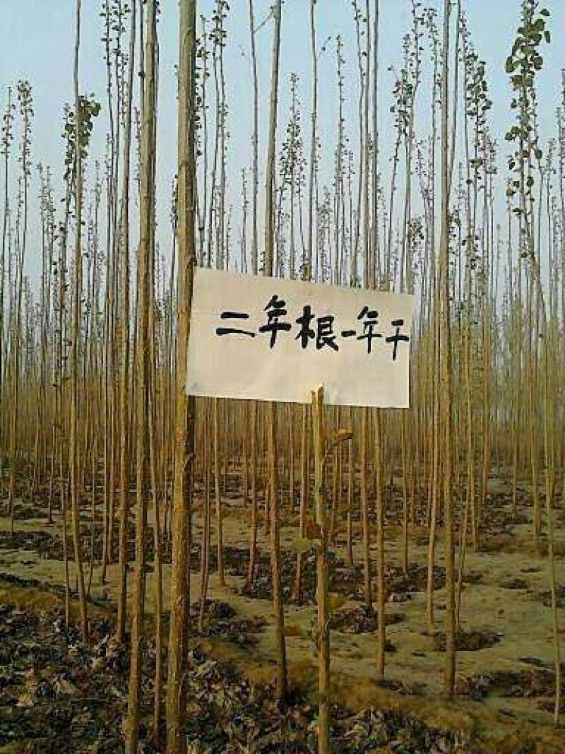 量大107杨树，2公分杨树苗规格齐全，保证数量