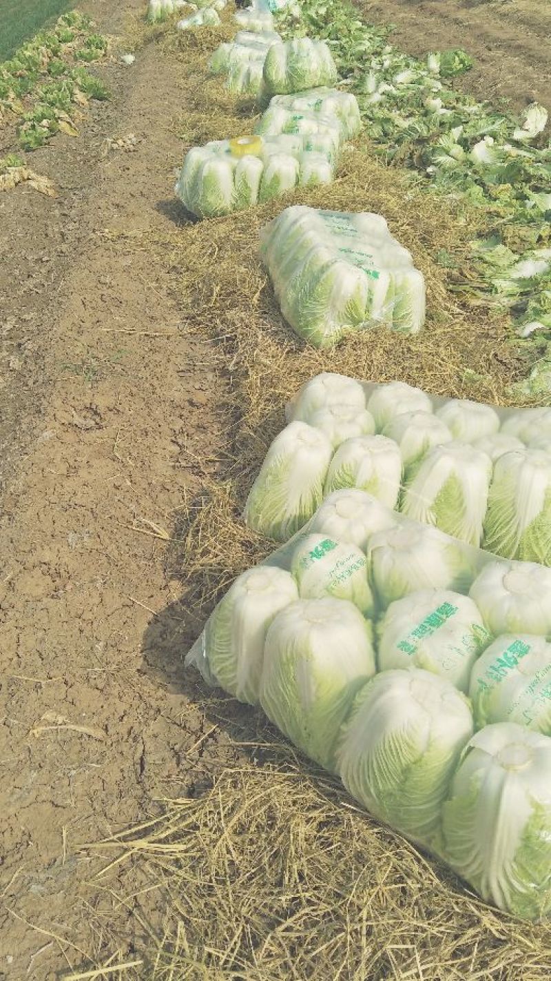 大白菜毛菜，半毛菜。青杂三号4~6斤净菜产地直销