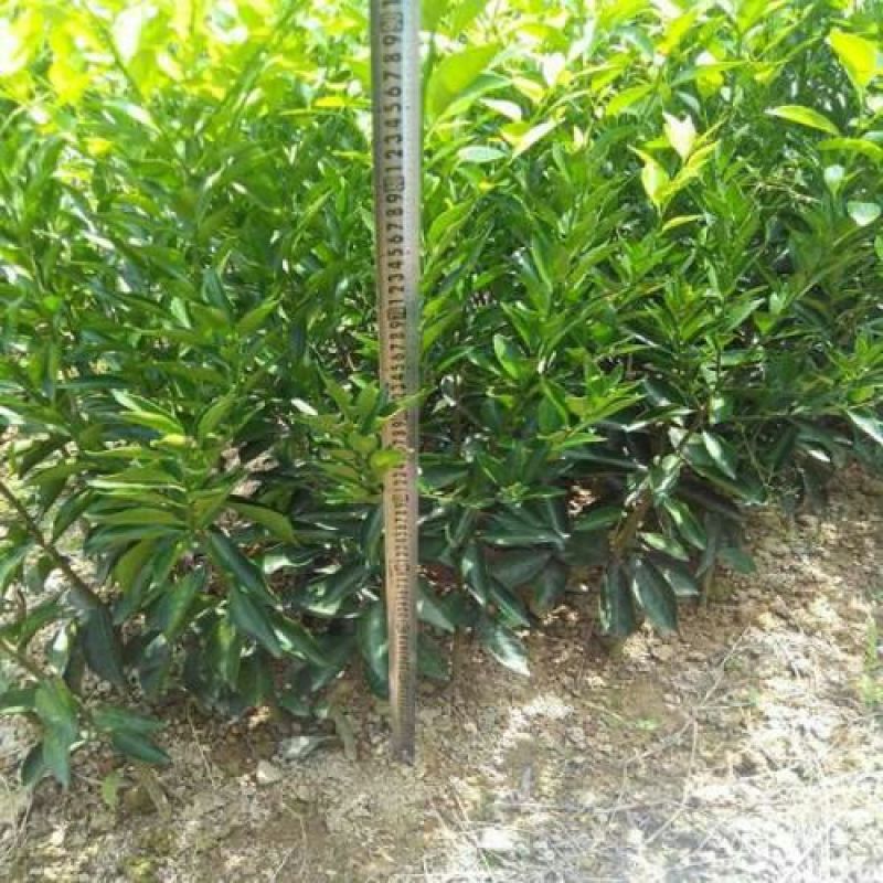 皇帝柑苗皇帝柑有名皇妃贡柑苗圃直销技术指导