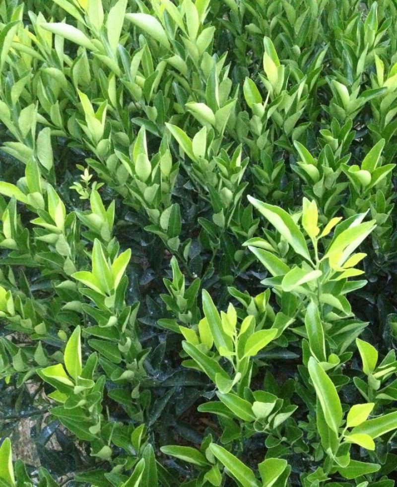 皇帝柑苗皇帝柑有名皇妃贡柑苗圃直销技术指导