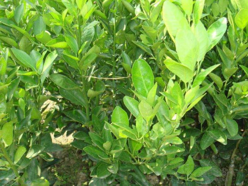 皇帝柑苗皇帝柑有名皇妃贡柑苗圃直销技术指导