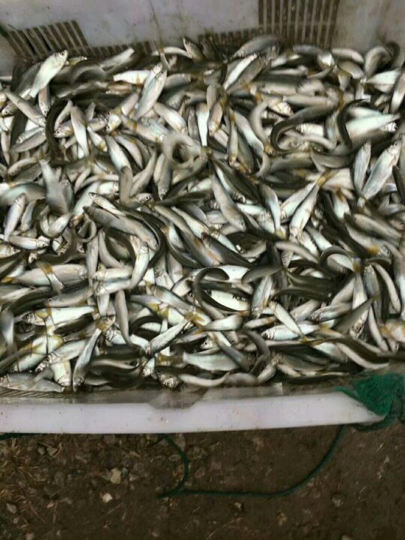 鲫鱼鱼苗