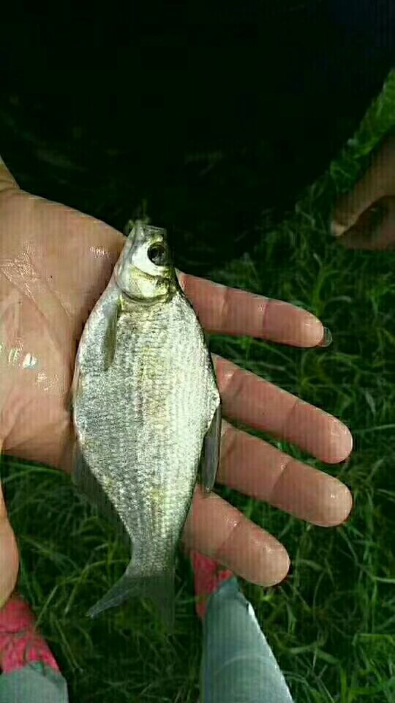 鲫鱼鱼苗