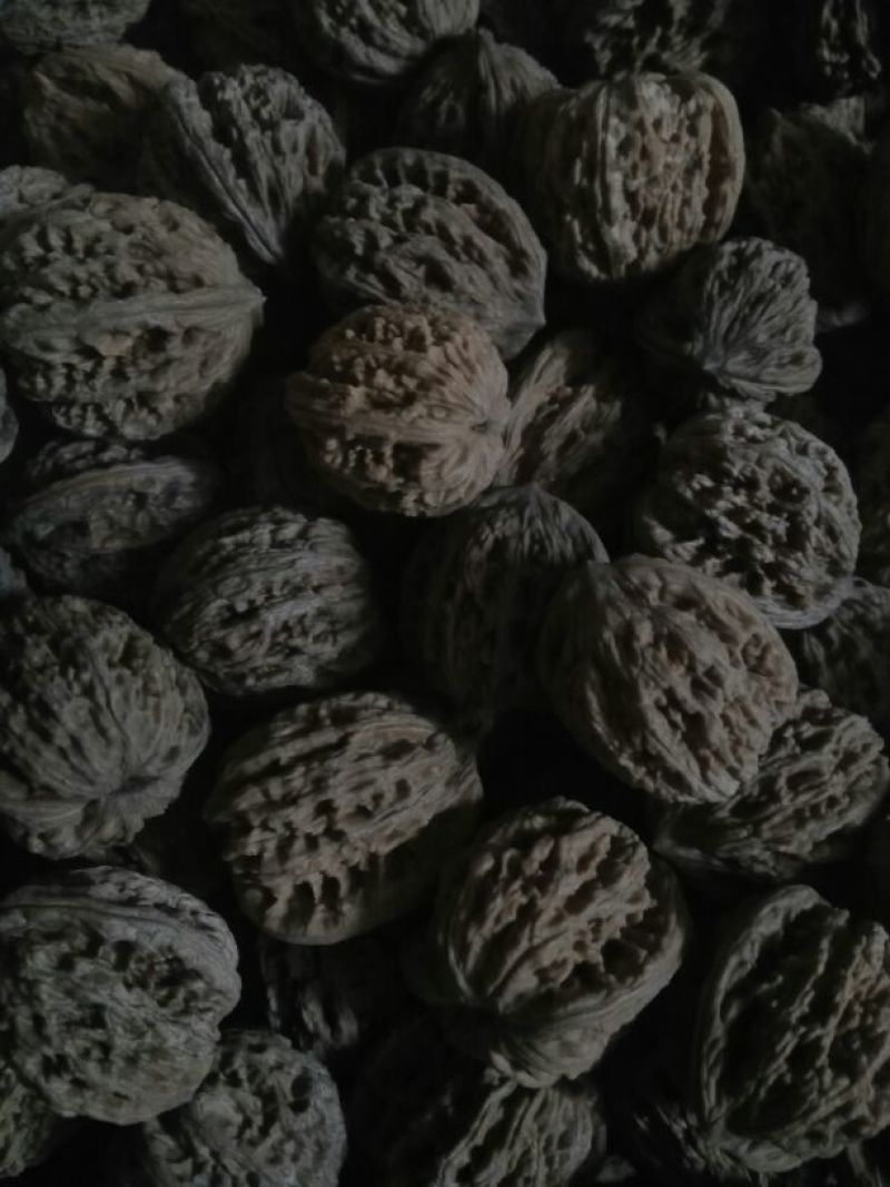 山核桃30~35mm去皮干