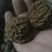 山核桃30~35mm去皮干