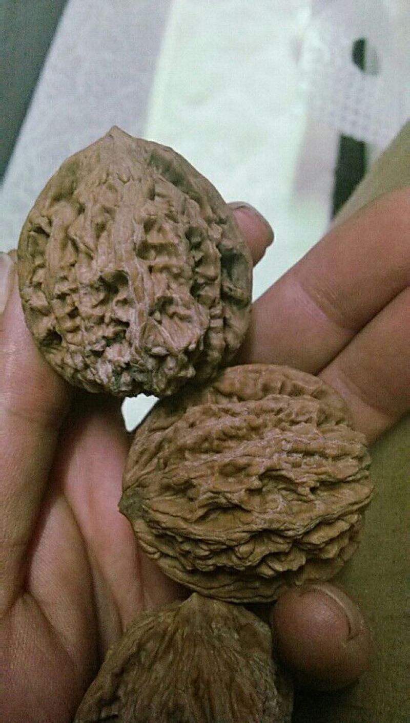 山核桃30~35mm去皮干