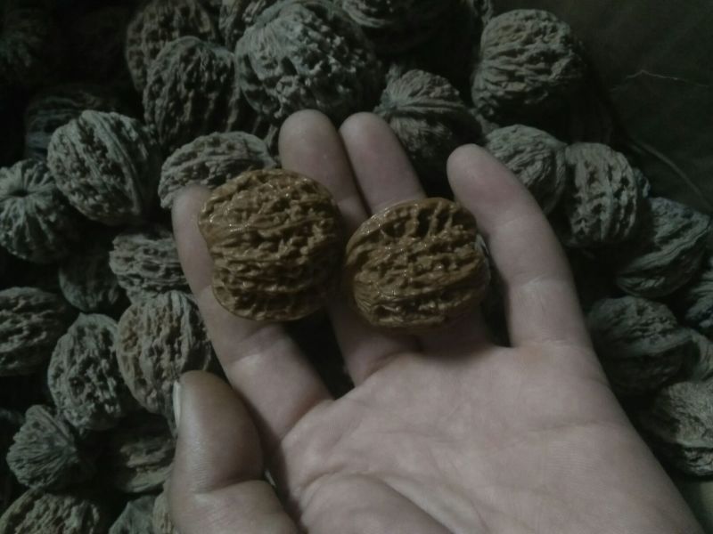 山核桃30~35mm去皮干