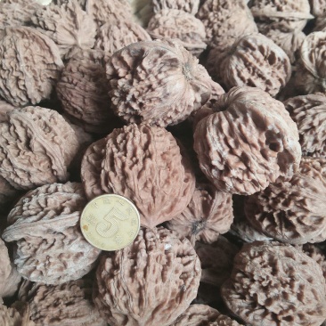 山核桃30~35mm去皮干