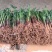 红香蕉苗一级良种1~2年