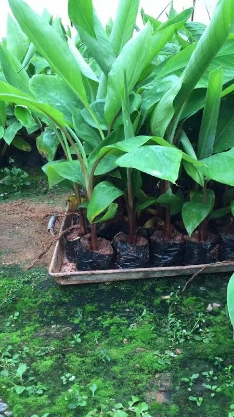 红香蕉苗一级良种1~2年