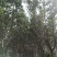 大叶女贞4~6cm