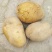 兴佳2号土豆通货3两以上