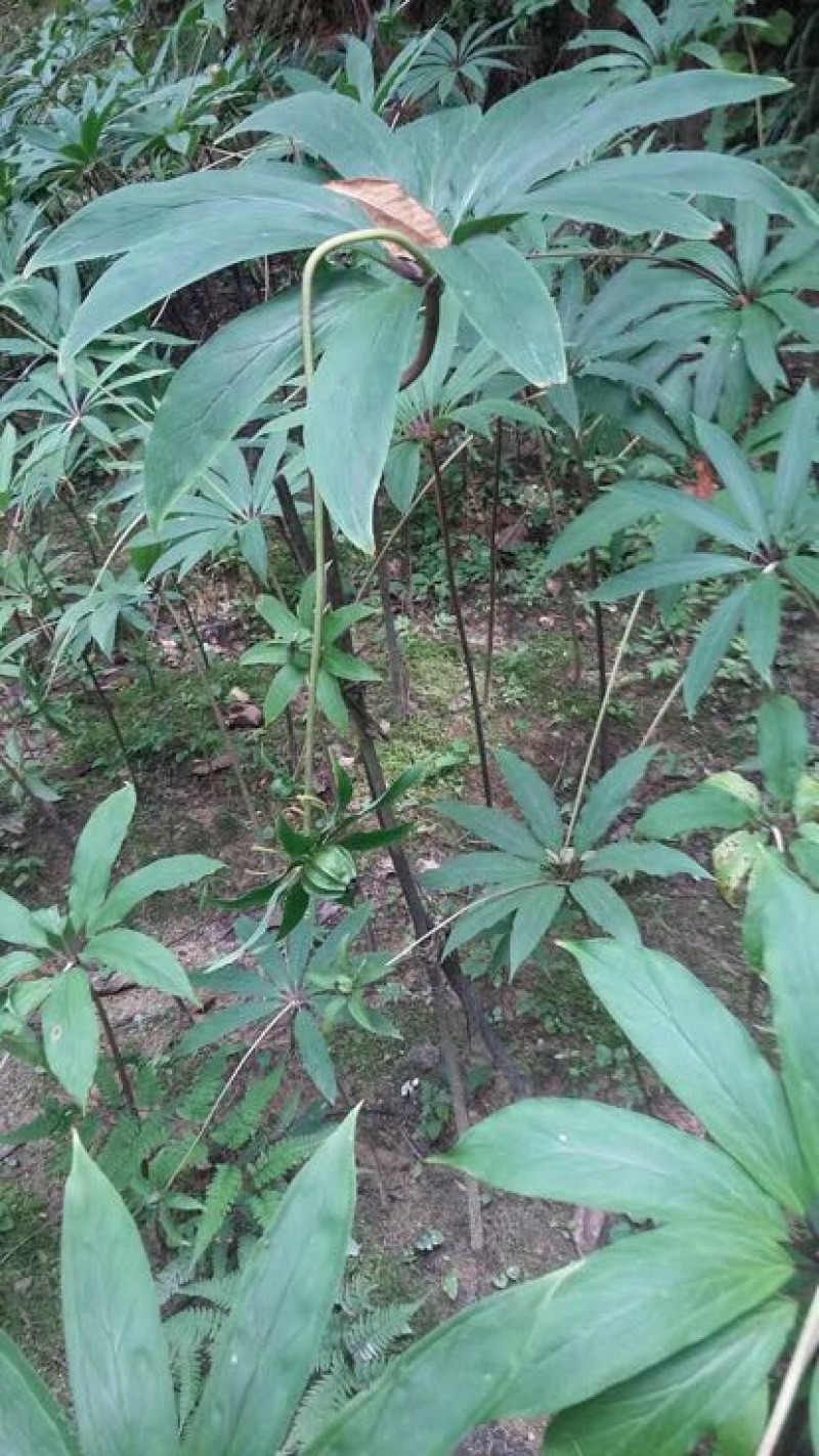 重楼鲜货统个