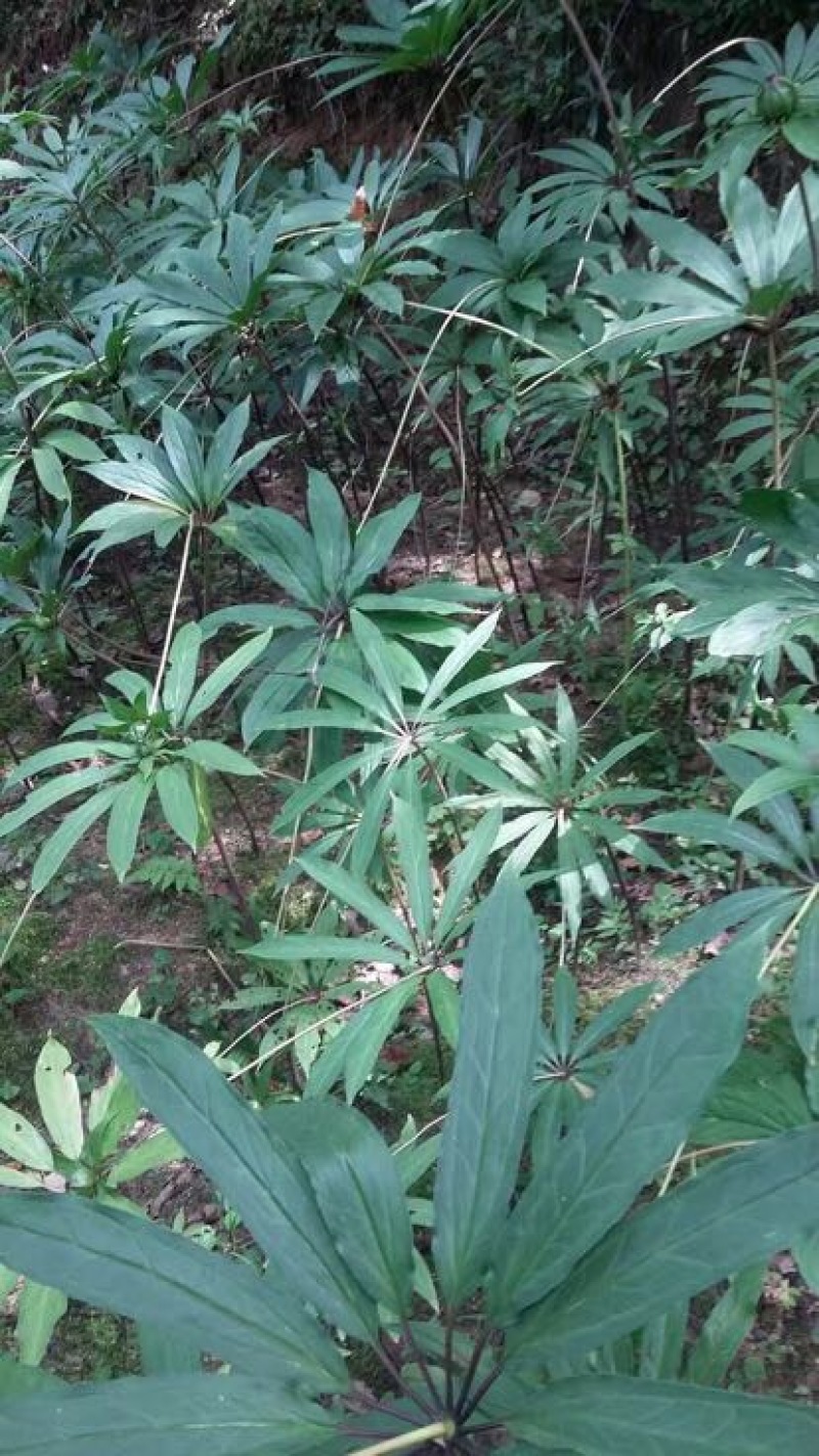 重楼鲜货统个