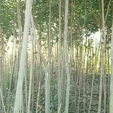 大叶女贞4cm以下