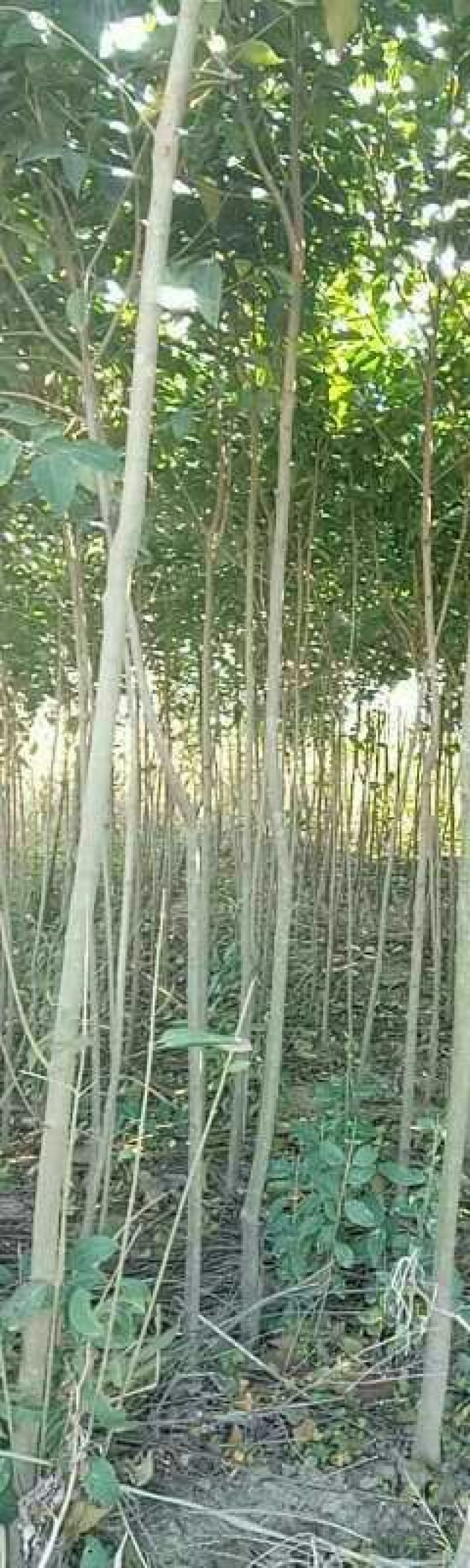 大叶女贞4cm以下