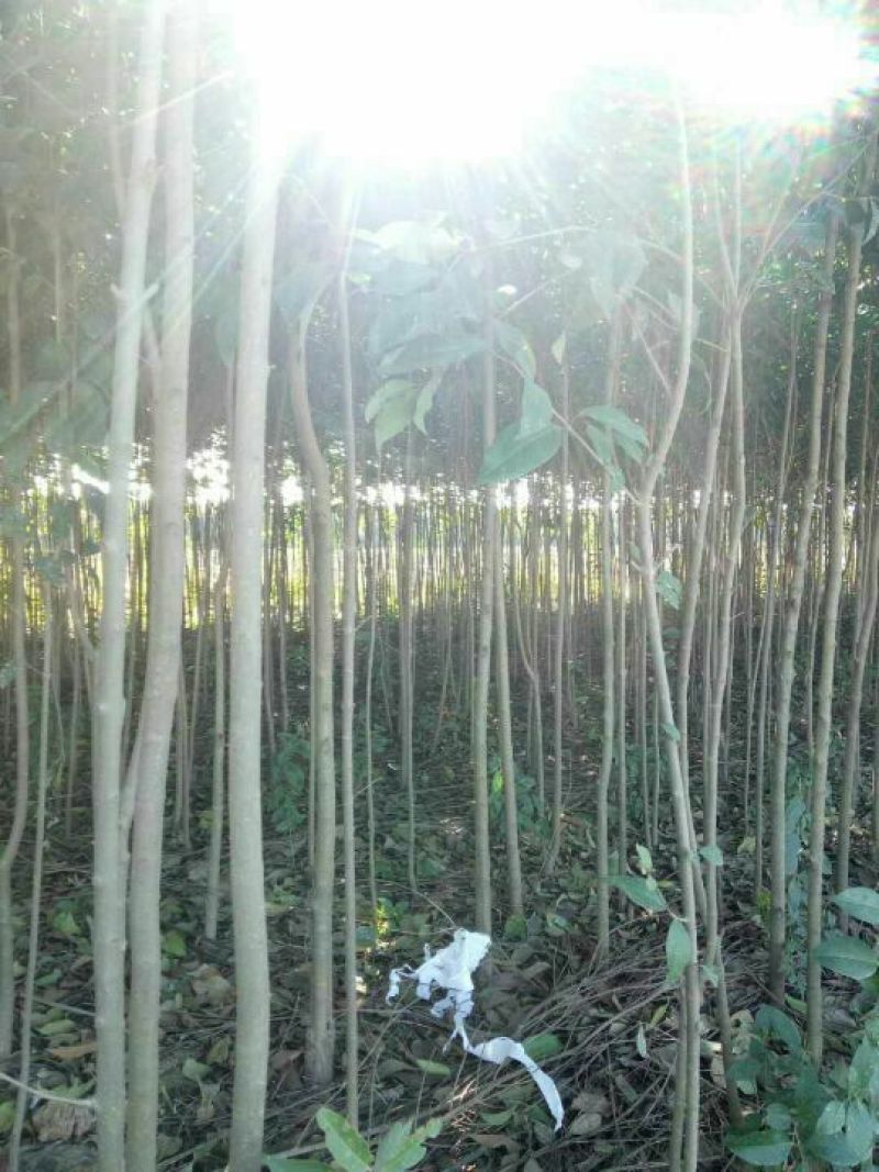 大叶女贞4cm以下