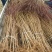 毛桃树1.5-2公分高1.5~2米