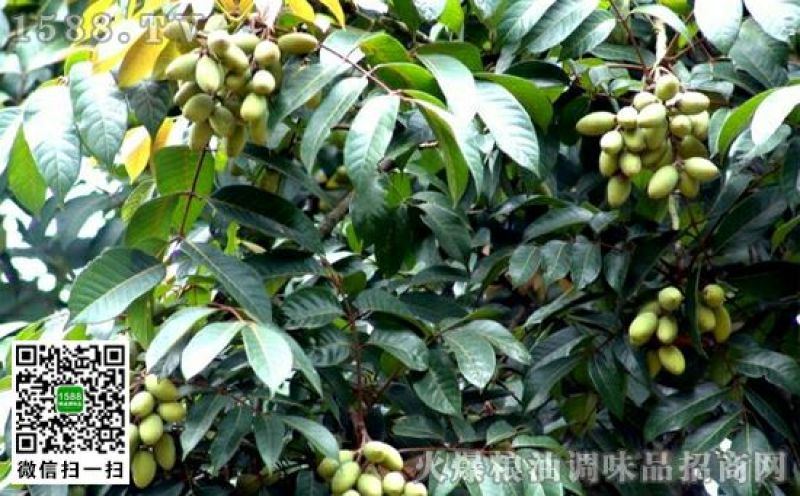 橄榄9g以上