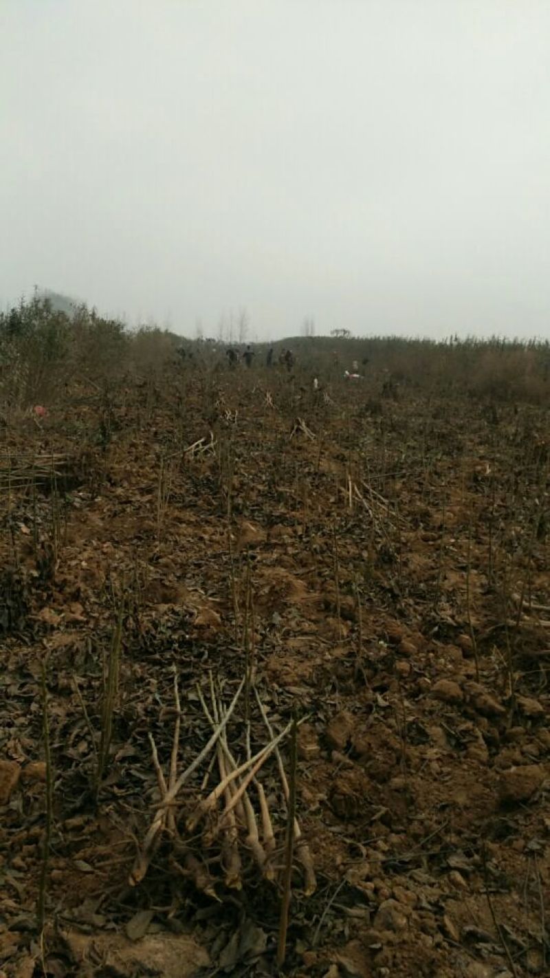核桃树30-1500cm