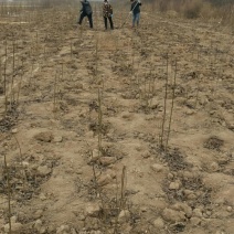核桃树30-1500cm