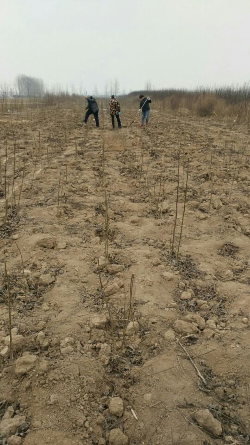 核桃树30-1500cm