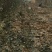 核桃树30-1500cm
