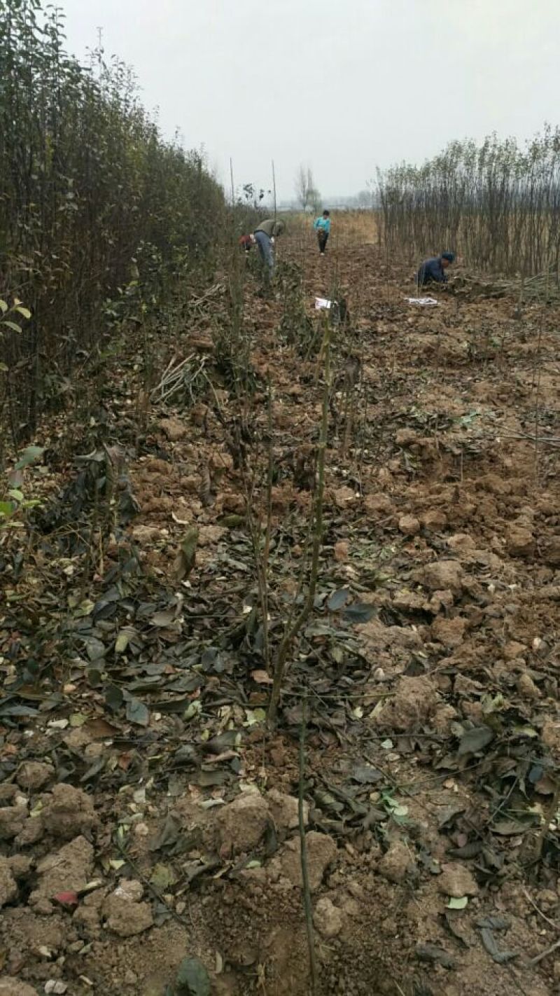 核桃树30-1500cm