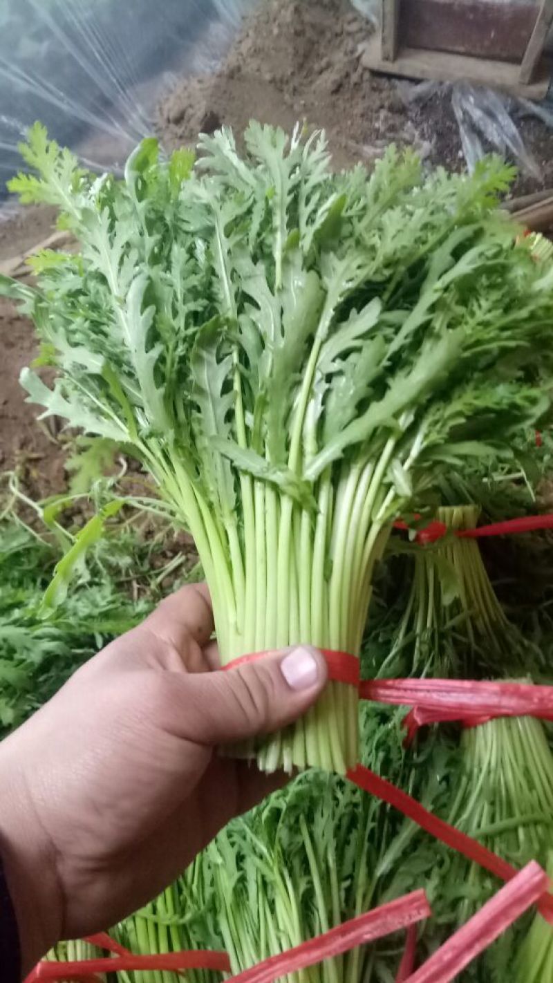茼蒿30~35cm